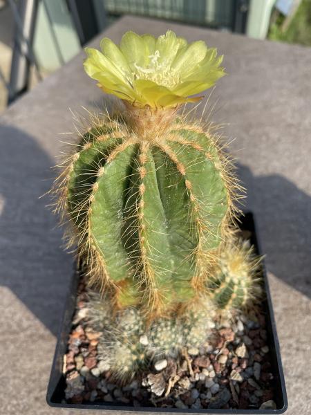 Notocactus magnificus